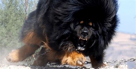Dünyanın en güçlü 30 köpeği